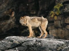 Lone coastal wolf, Vancouver.