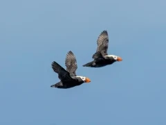 A pair of tufted puffins in flight, British Columbia.