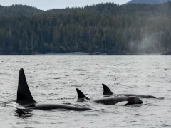 Pod of orca around the islands of the Great Bear Rainforest, British Columbia.