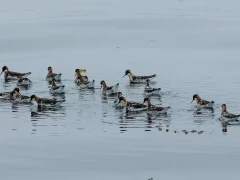 Red-necked phalarope on the waters around Vancouver Island.