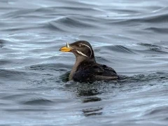 Rhinoceros auklet in British Columbia.
