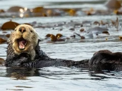 Sea otter floating amongst the seaweed, British Columbia.