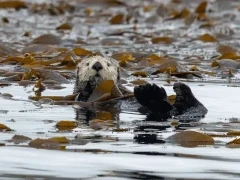 Sea otter in the water by Vancouver Island, British Columbia.