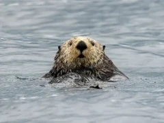 Sea otter in the water, British Columbia.