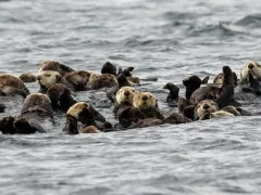 Group of sea otters floating in the waters around the Great Bear Rainforest.
