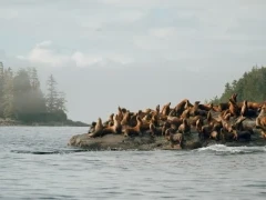 A colony of Stellar's sea lion in British Columbia.