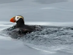 Tufted puffin swimming, British Columbia.