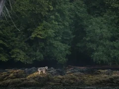 Coastal wolf on the shore of the Great Bear Rainforest.