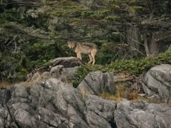 Wolf looking out, on an island in British Columbia.