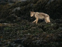 Coastal wolf amongst the seaweed, on the islands of British Columbia.