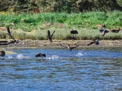 Geese & coastal grizzly bear in Canada
