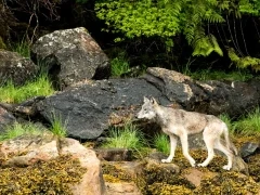 Grey wolf in Canada