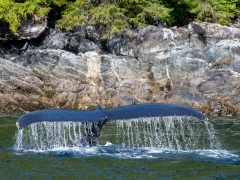 Humpback whale tail in Canada