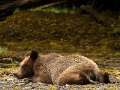 Coastal grizzly bear cub in Khutzeymateen Bear Sanctuary, Canada