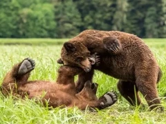 Coastal grizzly bears in Khutzeymateen Bear Sanctuary, Canada