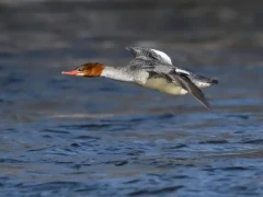 Merganser in Canada