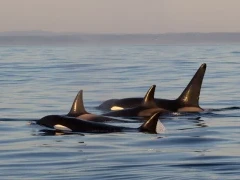 Orca pod in Canada
