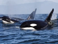 Orca pod in Canada