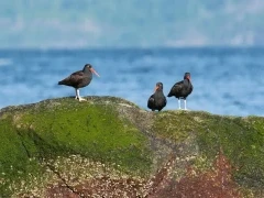 Oystercatcher in Canada