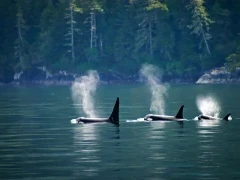 Orca pod in Canada
