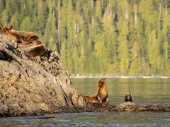 Steller's sea lion in Canada