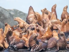 Steller's sea lion in Canada