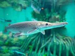 Alligator gar in Florida, USA.
