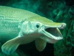 Alligator gar in Florida, USA.