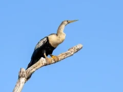 Anhinga on a branch.