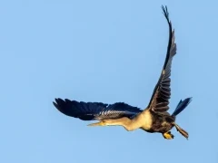 Anhinga in flight.