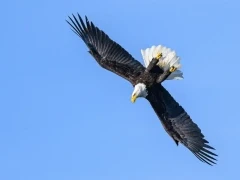 Bald eagle in USA.