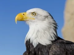 Close-up of a bald eagle, Florida.