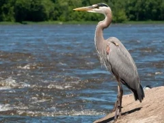 Great blue heron in Florida, USA.