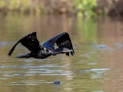 Cormorant flying over water, Florida, USA.