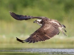 Osprey in Florida, USA.