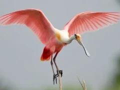 Roseate spoonbill in Florida, USA.