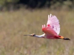 Roseate spoonbill in flight.