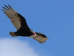 Turkey vulture in USA.
