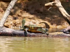 Turtle on a log, Florida, USA.