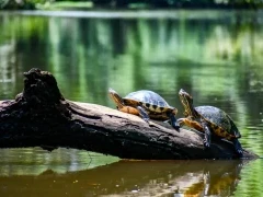 Two turtles on the river, Florida, USA.