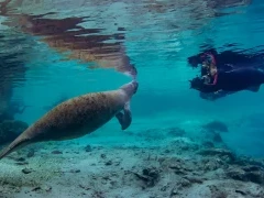 Diver & manatee in Florida, USA