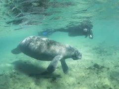 Diver & manatee in Florida, USA