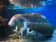 Manatee & calf in Florida, USA