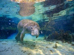 Manatee in Florida, USA