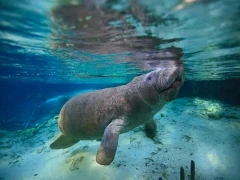 Manatee in Florida, USA