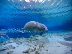 Manatee in Florida, USA