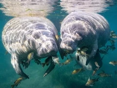 Manatee in Florida, USA