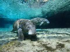 Manatee in Florida, USA