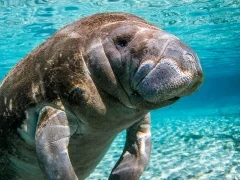 Manatee in Florida, USA