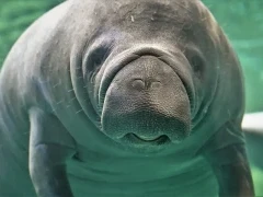 Manatee in Florida, USA